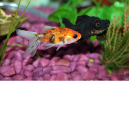 goodbye goldy and silky  the fish