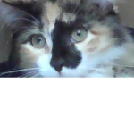 TheHappyKitty Official Roblox Group