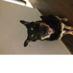 If you like dogs you can join the group