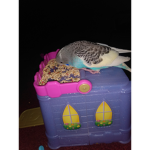 My parakeets are my favorite