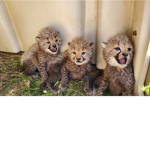 Cheetah squad Official!