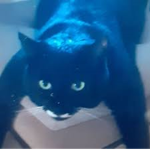 Black Cat Creations
