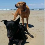 Amazing dogs!!!