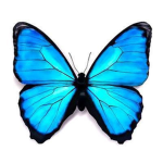 Butterfly Sunny