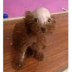Duckydana