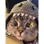 OLIVIA'S (:-:) cat -:- CLUB