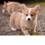 I like corgis and gymnastics