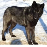LoneWolfNation