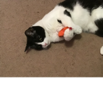turbo is my cat :D