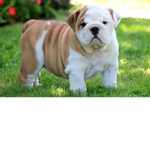 bulldogs productions