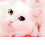 kitten ୨୧
