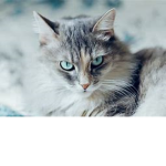 cat mondays