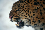 leopard squad-cool kidssssssss