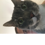 CCoolCatsAmogUs