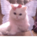 ammy<.3