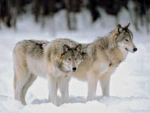THE MOONWOLF PACK