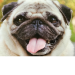 Pugs are everything