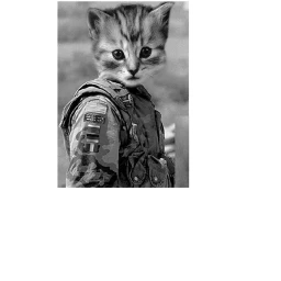 Cat Warzone icon