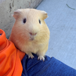 TATER TOT is a pig