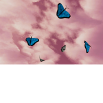Butterflies Forever!!!