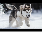 The Husky Colt