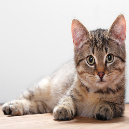 Favorite This Game if you Love Cats