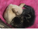 Puppy kitty world