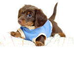 bro puppy