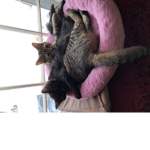 cats are............. CUTE