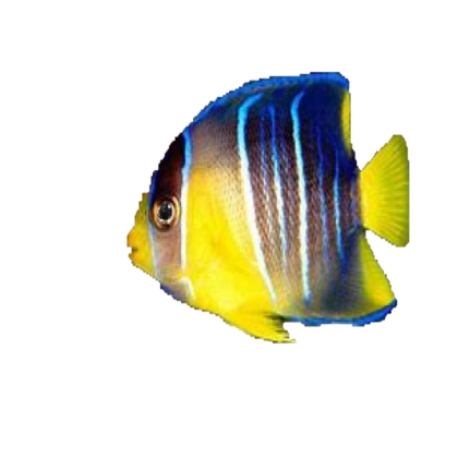 fish 6 Roblox decal