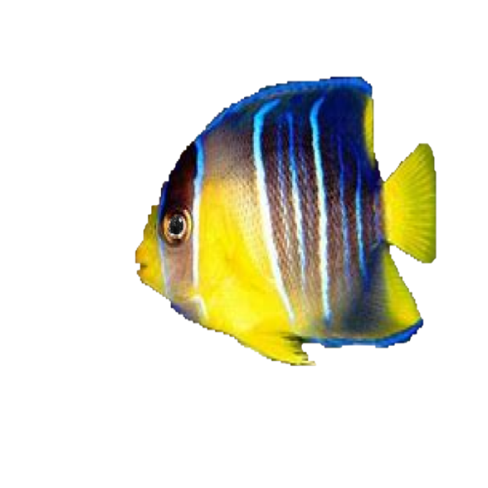 fish 6 Roblox decal