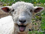 Sheep is the best