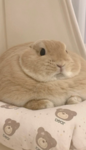 bunnyyy lol