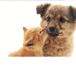 Kittens and puppy’s squad