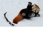 Redpandanators