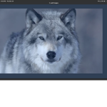 Pokémon charzard