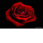 The Red Roses Cult
