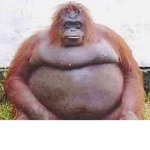 hashtag monkey