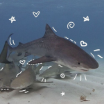 +.sharkxarmy.+