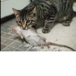 Cats United ( cats revenge on rats United )