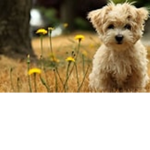 flowercutedog