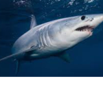 Goood shark