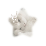 pawszza