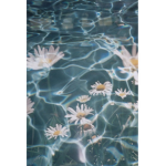 - little daisies -