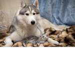 Wolfy's & Kitty's :)