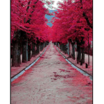 I love pink tress