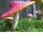 Mushroomtoes