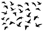 The Bird Flock