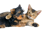 animal loverz!!