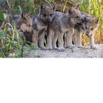 wolf puppies